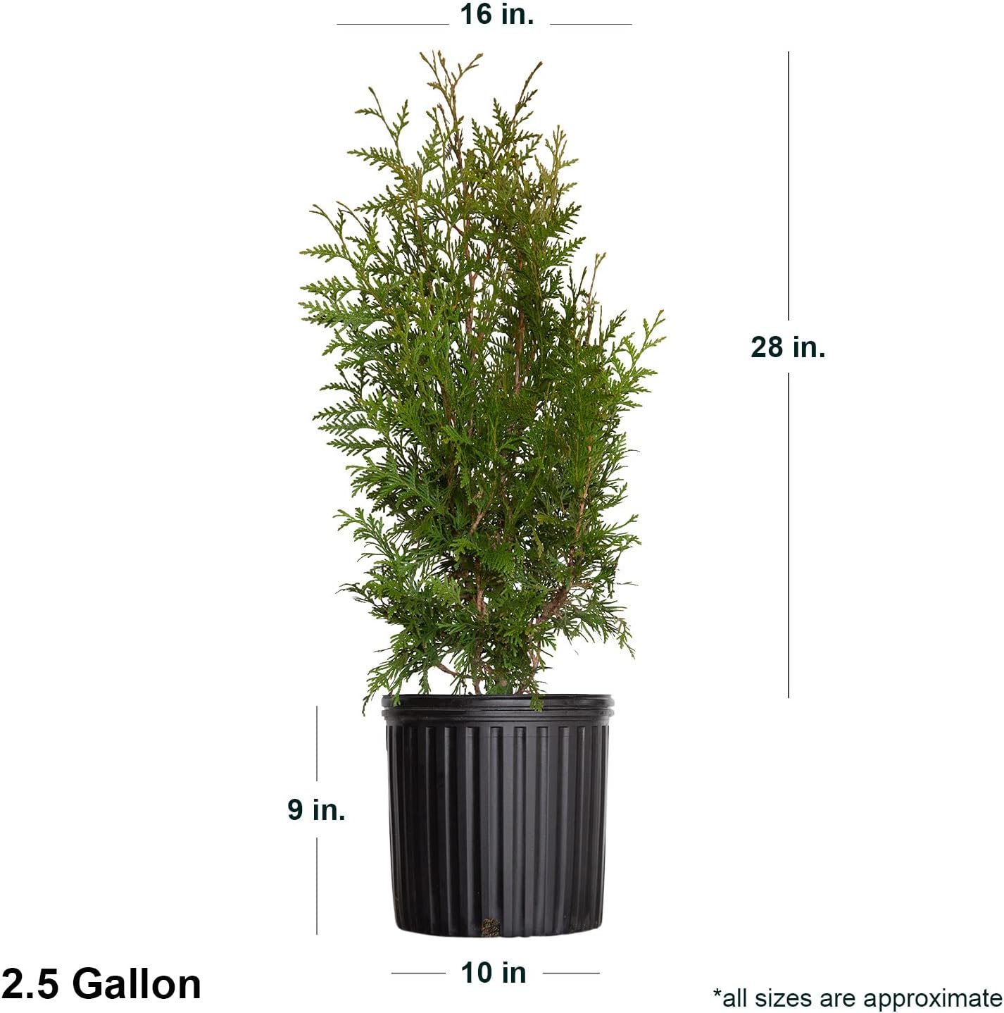 2.5 Gallon Evergreen Thuja Tree U438