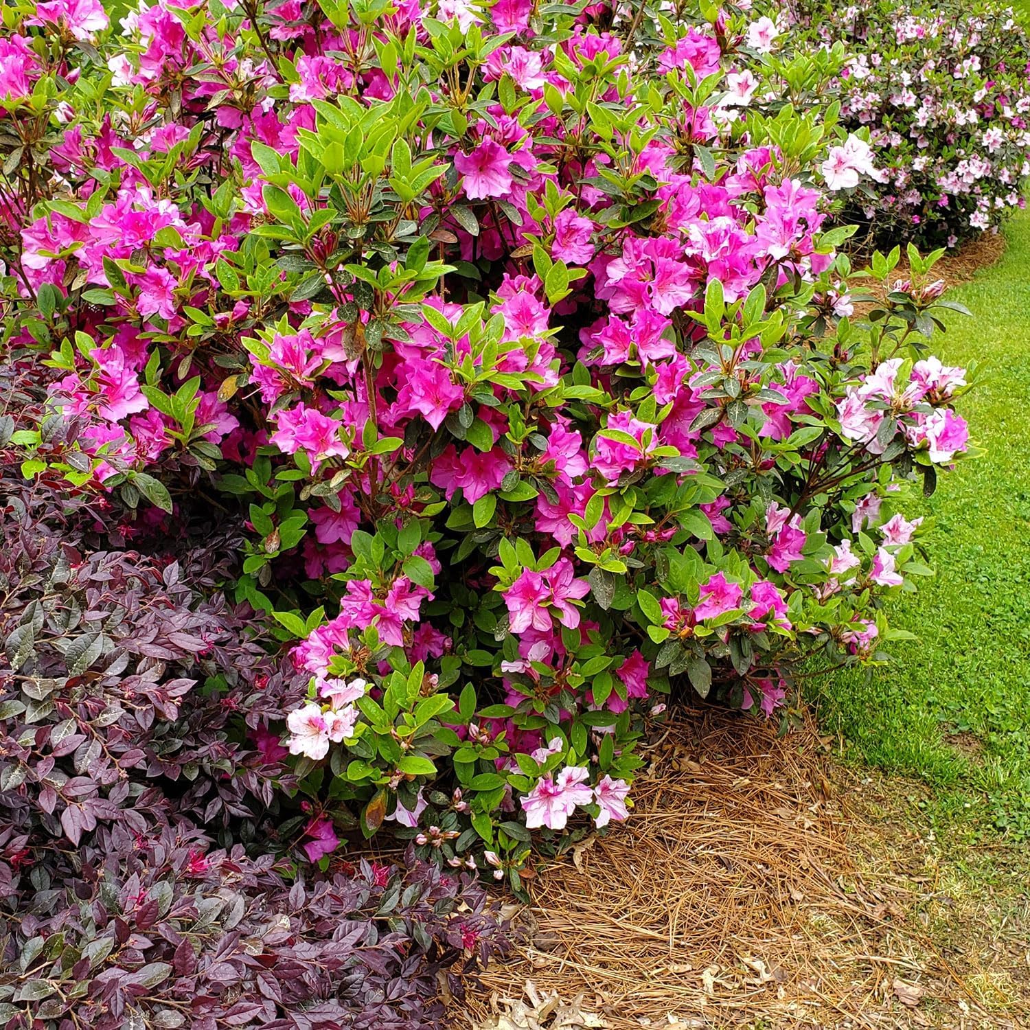 Pink Flowering Shrub S3285