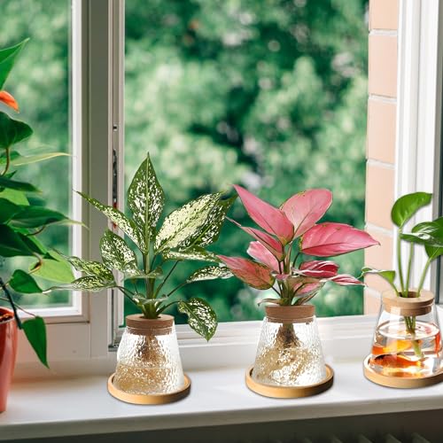 2 Pcs Separated Desktop Plant Terrarium with Wood Lid, Glass Plants Propagation Station P236