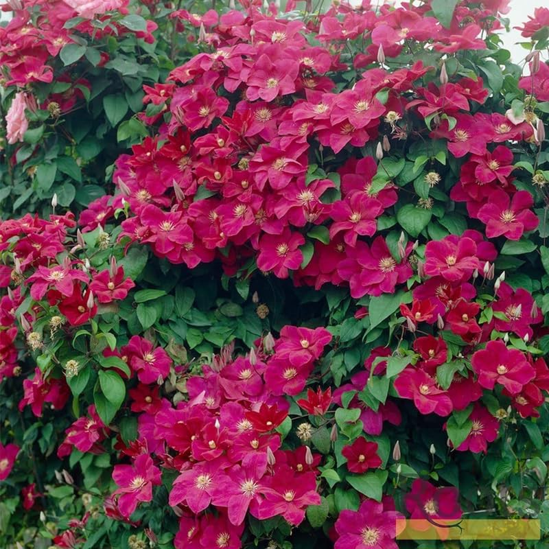 Red Clematis Vine Plant Live, 2.5 Inc Pot Q31888