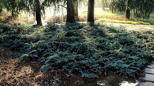 2 Extra Large 3 Gallon Evergreen Shrubs D74808