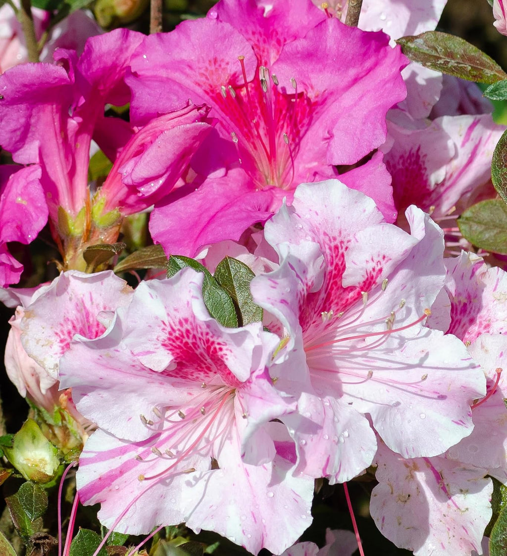 Pink Flowering Shrub S3285