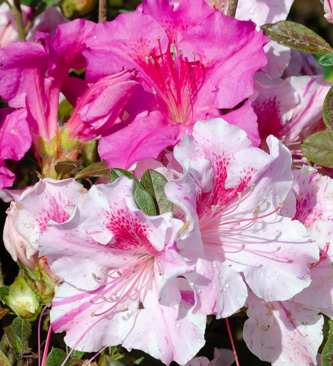 Pink Flowering Shrub S3285