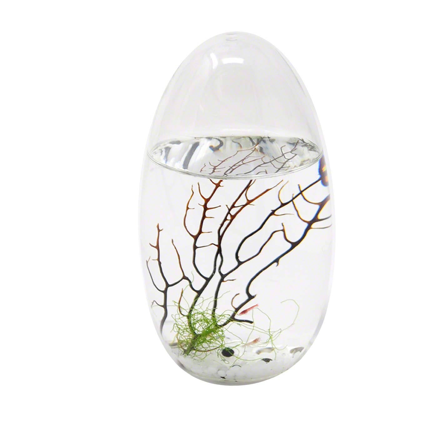 Small Pod Closed Aquatic Ecosystem L672352