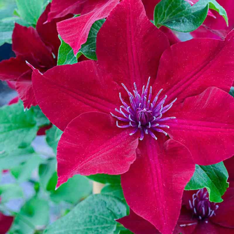 Red Clematis Vine Plant Live, 2.5 Inc Pot Q31888