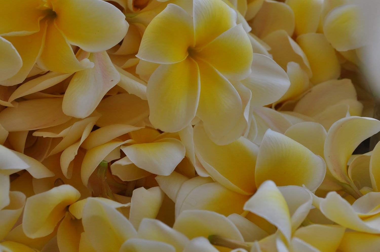 Yellow Plumeria Plant Cutting V2328