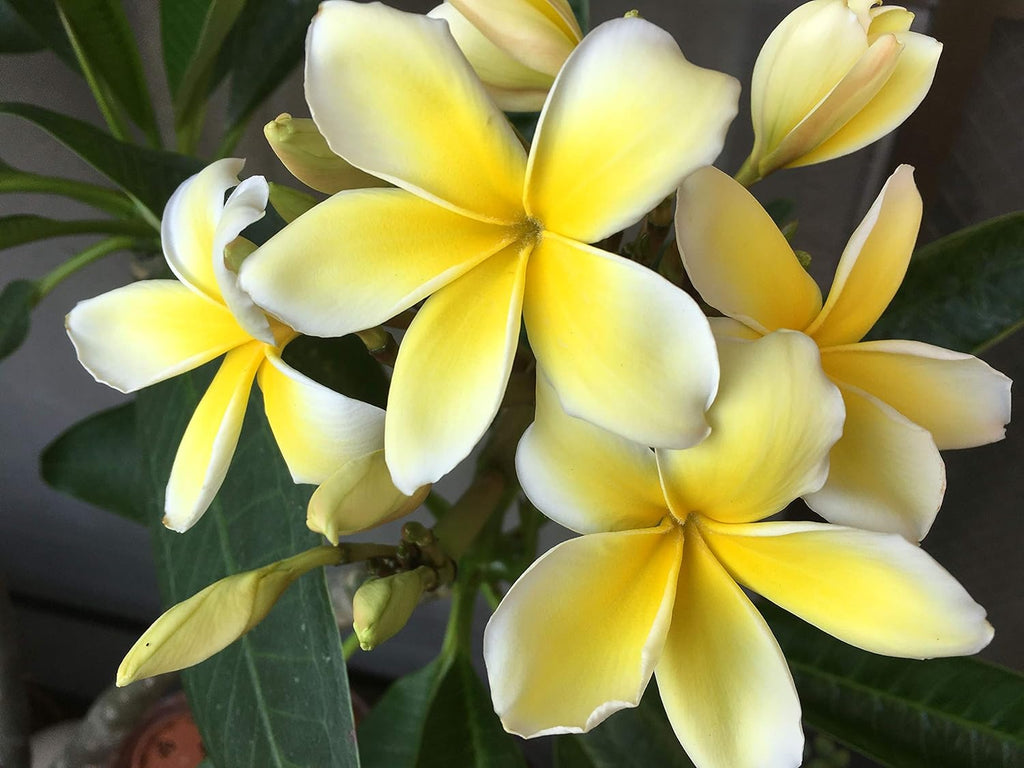 Yellow Plumeria Plant Cutting V2328