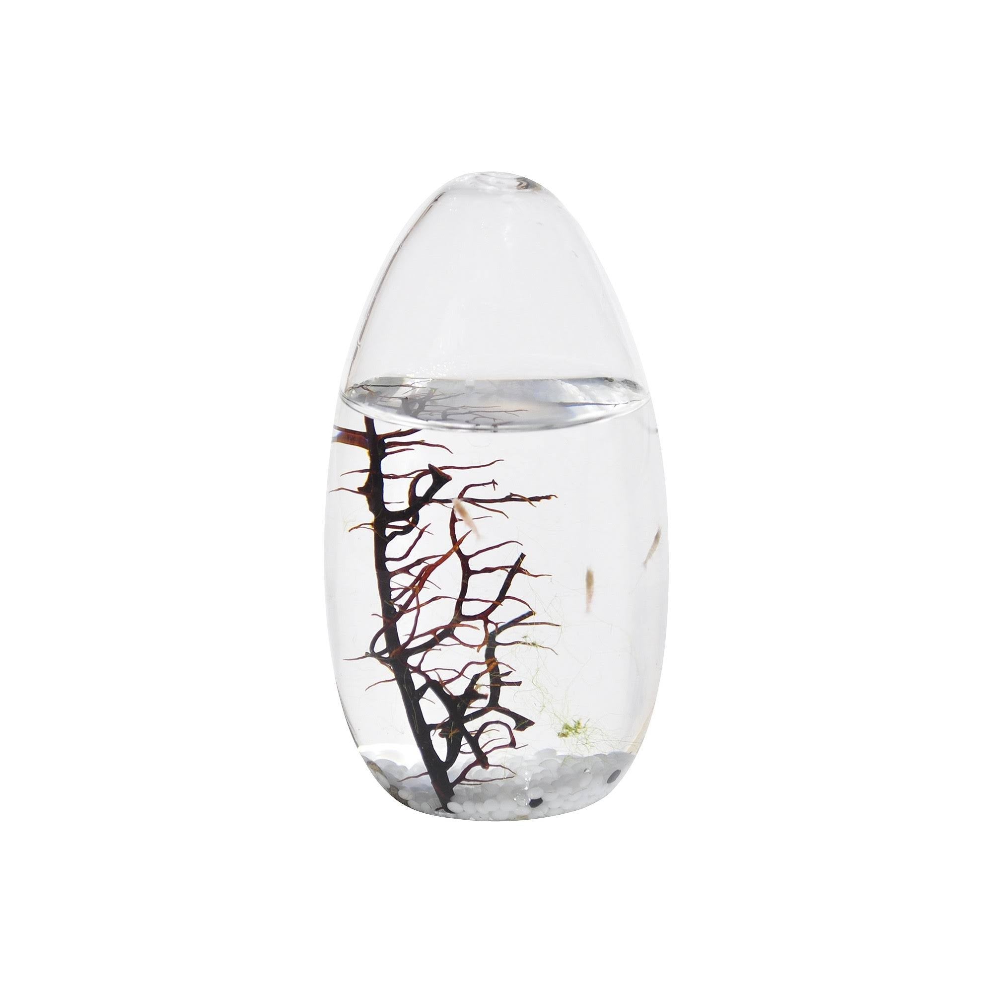 Small Pod Closed Aquatic Ecosystem L672352