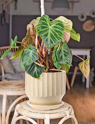6 inch Set of 2 Ceramic Plant Pots with Drainage Hole and Saucer, Creamy White I81772