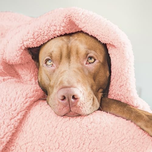 Grey Washable Sherpa Fleece Dog Blanket 24x32 Inches P6843