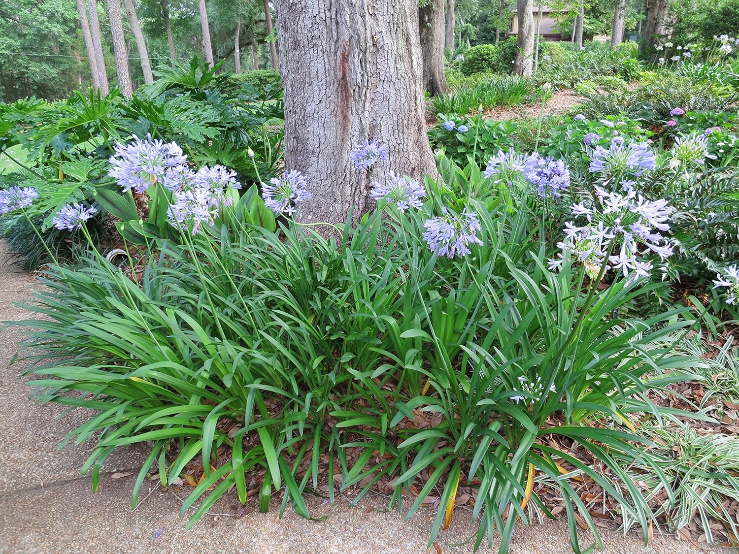 Blue Lily I786582
