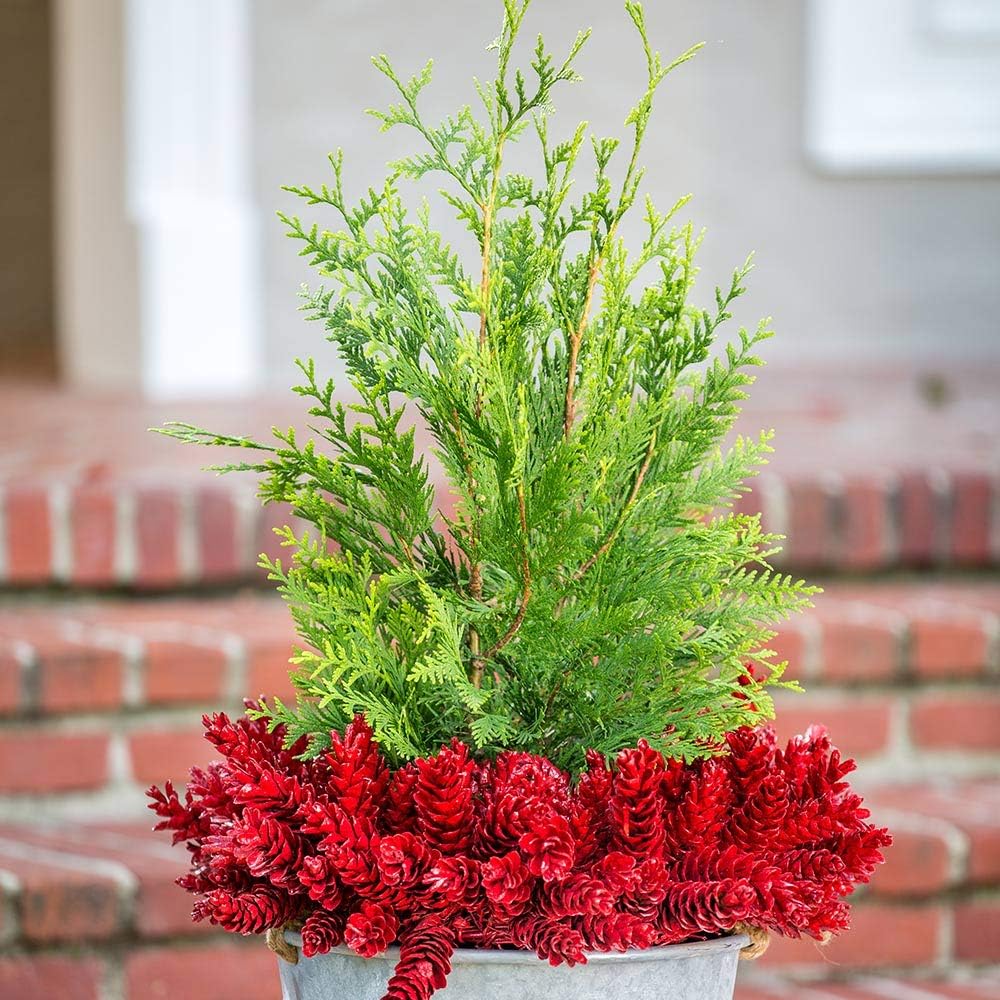 2.5 Gallon Evergreen Thuja Tree U438