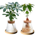 2 Pcs Separated Desktop Plant Terrarium with Wood Lid, Glass Plants Propagation Station P236