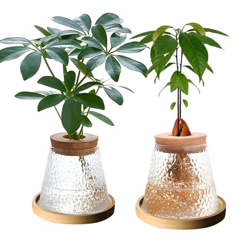 2 Pcs Separated Desktop Plant Terrarium with Wood Lid, Glass Plants Propagation Station P236