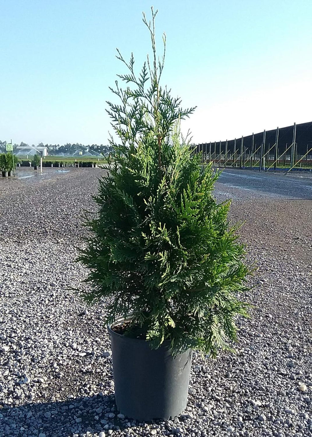 2.5 Gallon Evergreen Thuja Tree U438