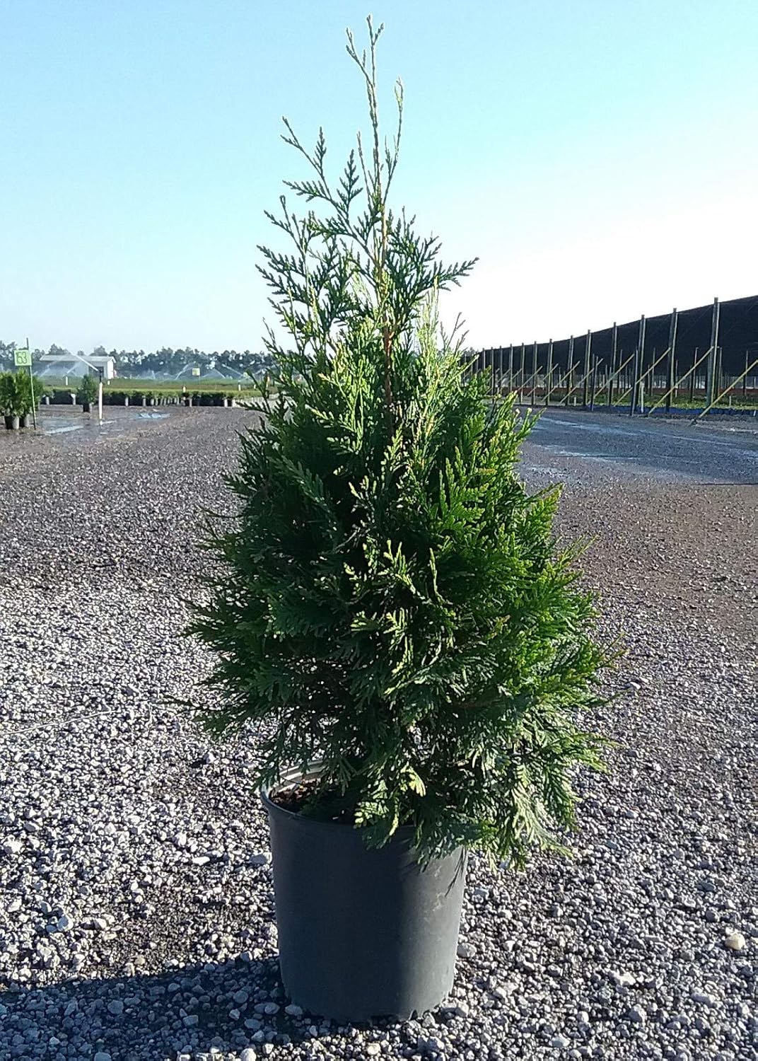 2.5 Gallon Evergreen Thuja Tree U438