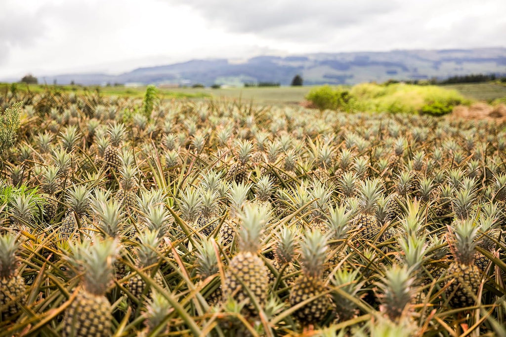 Pineapple L43053