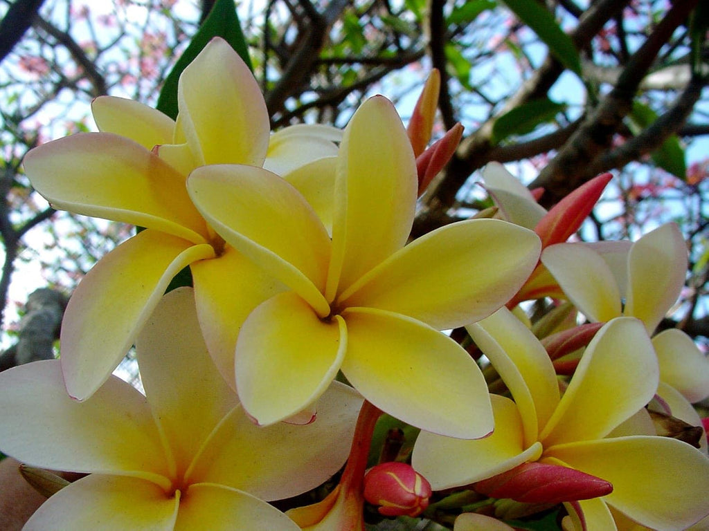 Yellow Plumeria Plant Cutting V2328