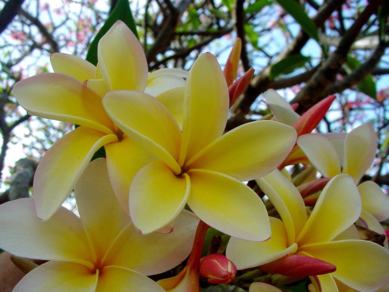 Yellow Plumeria Plant Cutting V2328